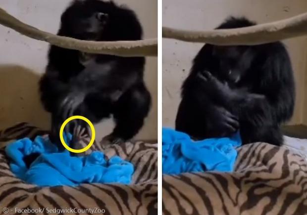 이틀간 새끼를 보지 못해 불안했던 엄마 침팬지가 파란 담요 사이로 내민 새끼의 손(노란 원)을 보자마자, 새끼를 품에 안고 기뻐했다.