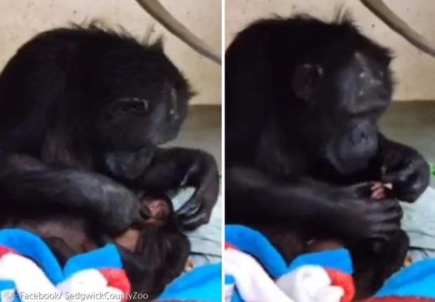 새끼의 귀(왼쪽 사진)와 손을 꼼꼼하게 살펴보는 엄마 침팬지.