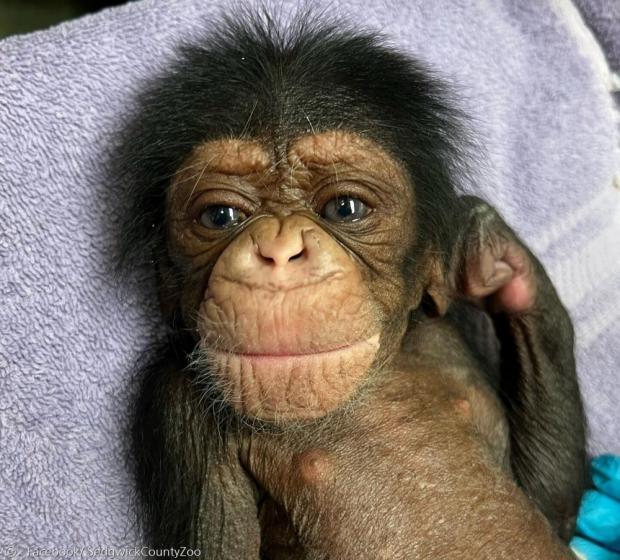 28살 침팬지 마할리가 낳은 새끼 침팬지 쿠체자. [출처: 세제윅 카운티 동물원 페이스]