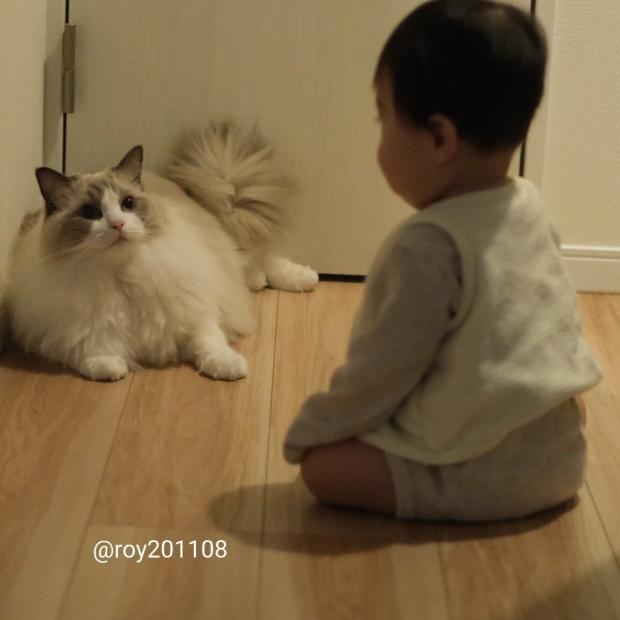 15개월 형아인 고양이 로이와 생후 9개월 된 아기. [출처: Twitter/ roy201108]