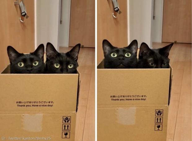 종이상자를 냉큼 차지한 검은 고양이 2마리. [출처: Twitter/ kariton28mhy25]