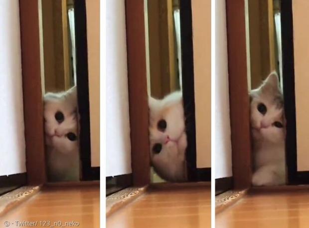 방에 들어가고 싶지만, 무리하고 싶진 않은 고양이 키나코. [출처: Twitter/ 123_n0_neko]