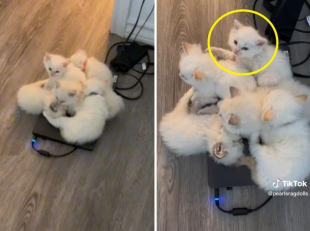 아기고양이 5마리가 집사 노트북에 몰려들었다. 나와달라고 부탁하는 집사를 빤히 쳐다본 새끼고양이(노란 원)가 누리꾼에게 큰 웃음을 줬다. [출처: TikTok/ pearlsragdolls]
