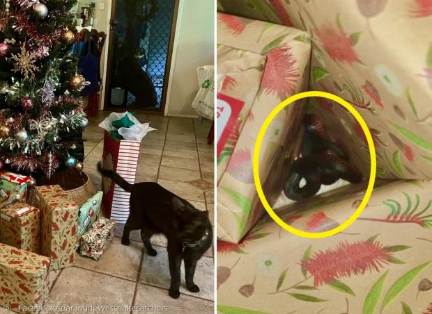 검은 고양이가 크리스마스 트리 밑에 선물 속에 뱀을 숨겨놨다. [출처: 달링 다운스 스네이크 캐처스 페이스북]