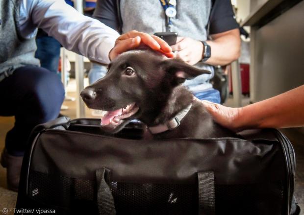 한 승객이 태어난 지 6개월 된 강아지 폴라리스를 중국에서 미국으로 들여오려다 검역에 걸리자, 강아지를 포기했다. [출처: 빈센트 파사피움의 트위터]