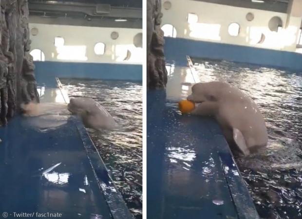 흰고래가 물을 뿜어서 수영장 밖에 있는 공을 가까이 오게 만들어서(왼쪽 사진) 공을 물어갔다. [출처: Twitter/ fasc1nate]