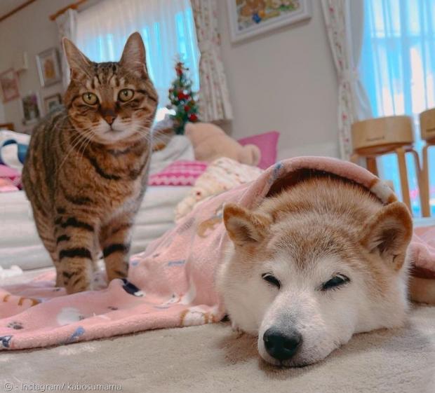 사토 씨의 고양이가 보호자와 함께 아픈 카보스의 곁을 지켰다.