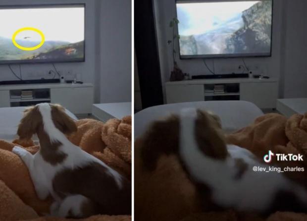 TV 속 독수리를 보고 놀라서 움찔한 강아지 레브.(오른쪽 사진) [출처: 레브의 틱톡]