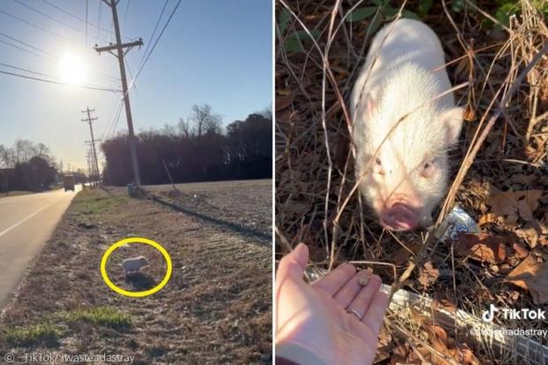 한 직장인이 출근길에 도로 옆에서 작은 돼지(노란 원)를 발견하고, 지각을 무릅쓰고 구조했다. [출처: 메레디스 리의 틱톡]