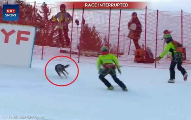 알파인스키 월드컵 진행요원들이 스키장에 난입한 개를 붙잡으려고 에워쌌지만, 개를 놓쳤다.