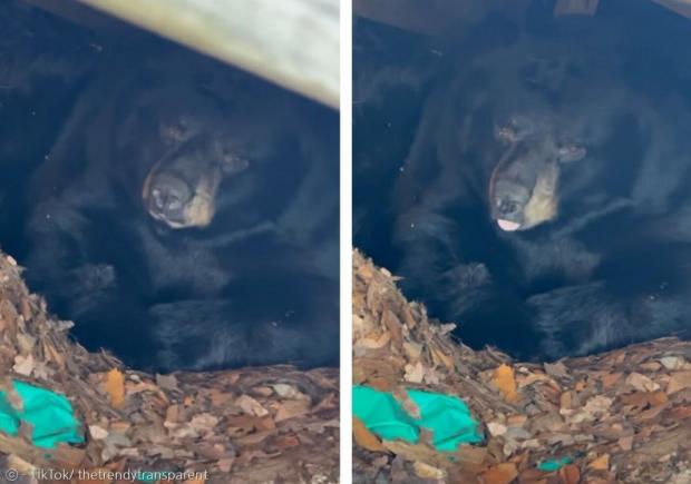대슈케위치 가족이 집 뒷마당에 있는 수영장 데크 아래에서 겨울잠을 자는 흑곰을 발견했다. [출처: 타일러 대슈케위치의 틱톡]