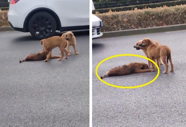 강아지(노란 원)가 상하이 도로에서 교통사고를 당하자, 강아지 2마리가 다친 강아지를 도로 밖으로 끌어내려고 애썼다.(왼쪽 사진) [출처: Douyin/ 571461583]