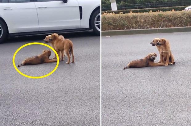 다친 강아지(노란 원)가 움직이지 못하자, 강아지 2마리가 도망치지 않고 친구 옆에 앉아서 함께 해줬다.(오른쪽 사진)