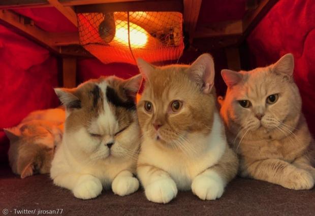 일본 난방 탁자인 고타츠 밑에 모인 고양이들.