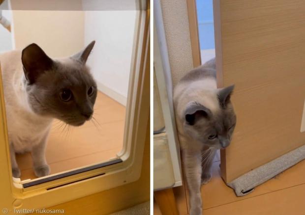고양이 문 대신에 방문을 열고 들어온 고양이 누코(오른쪽 사진). [출처: Twitter/ nukosama]