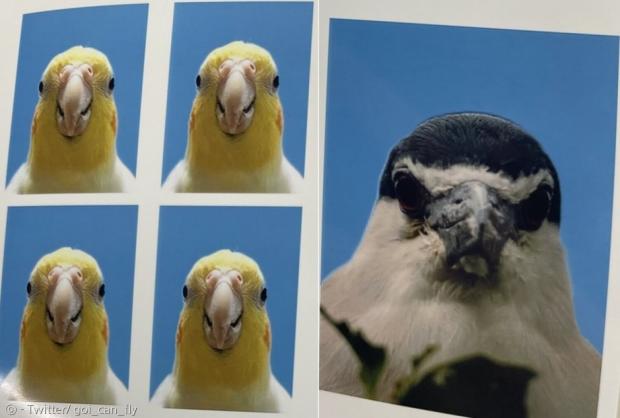 왼쪽 증명사진은 노란 왕관앵무새 아멜리다. 오른쪽 검은 새는 아멜리의 보호자가 평소 좋아하는 새의 사진을 가져와서 만들었다고 한다. [출처: Twitter/ goi_can_fly]
