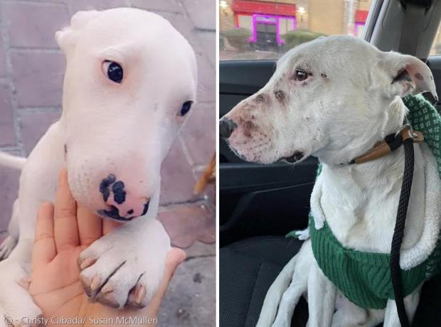 왼쪽 사진은 크리스티 카바다가 제출한 강아지 헤이디스의 사진이다. 오른쪽 사진은 수잔 맥멀렌이 개를 구조한 직후에 찍은 사진이다.