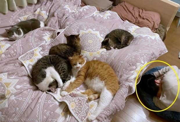 고양이들이 내려올 기색이 없어서, 결국 남편(노란 원)이 고양이 침대에서 잠을 청했다.