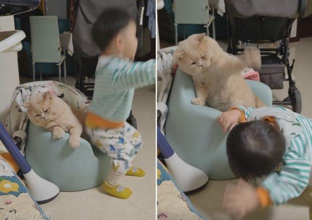 아이가 고양이를 깔고 앉자, 참아주던 고양이가 아이한테 냥펀치를 날렸다. [출처: Douyin/ ldl0213]