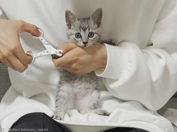 묘생 처음 발톱을 깎은 아기고양이 토토마루. [출처: 토토마루와 한미의 트위터]