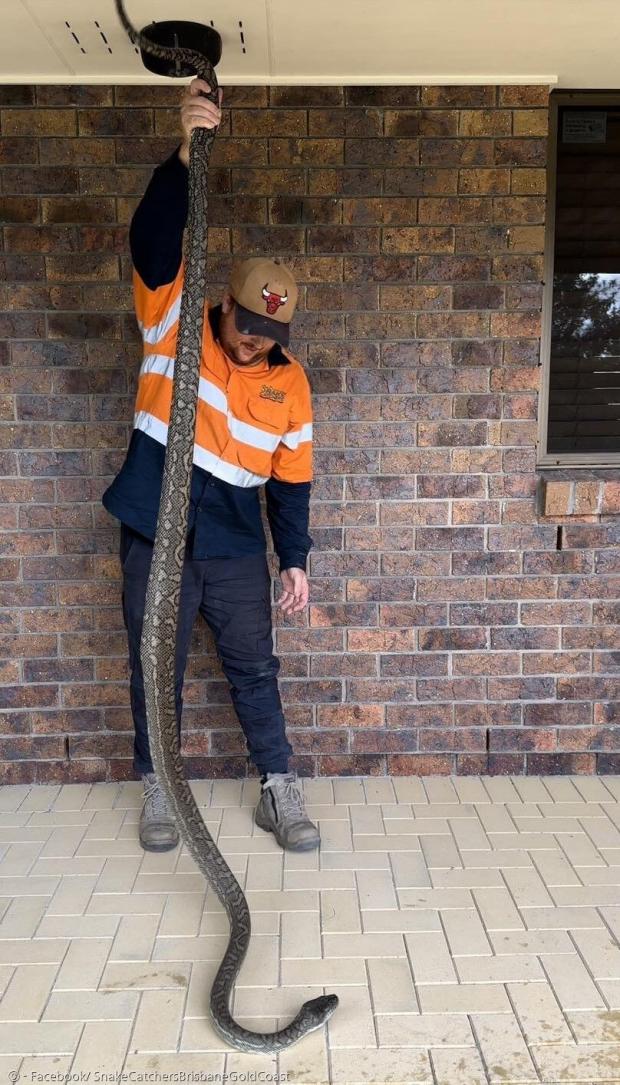 그 집 벽 안에서 찾아낸 비단뱀. 허물만큼 길진 않았지만, 여전히 3m 넘었다.