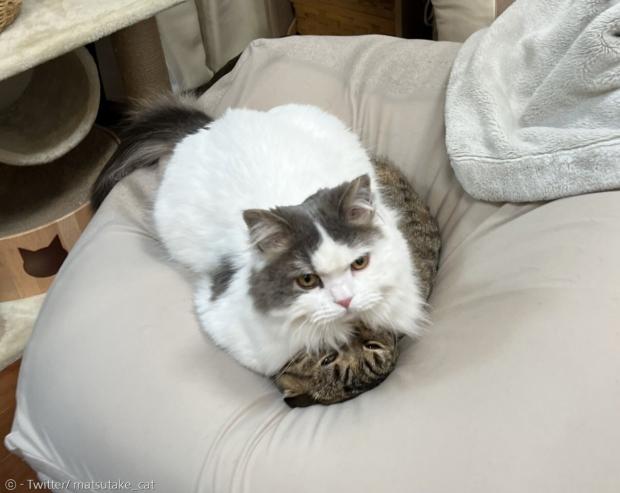 새 고양이 스시가 마츠타케를 깔고 앉았지만, 순둥이 마츠타케는 가만히 있었다.