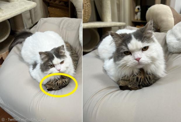 새 고양이에게 깔린 반려고양이 마츠타케(노란 원). [출처: 마츠타케의 트위터]