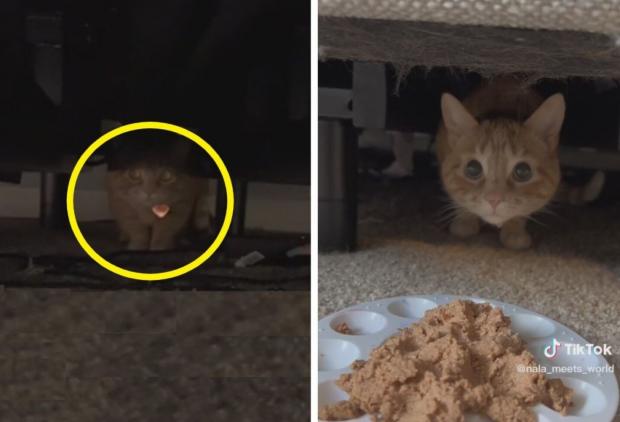 밤새 혼자 보낸 고양이 날라(노란 원)가 침대 밑에 숨어서 나오지 않았다. [출처: 날라의 틱톡]