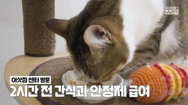V-Log] 수의사네 고양이랑 이사하는 날😼🚛