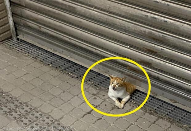 주차장 셔터 문에 낀 길고양이(노란 원). [출처: 나와 길고양이의 거리 페이스북 그룹]