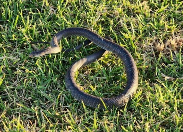 땅 속에서 튀어나온 동부갈색뱀. 오스트레일리아 뱀 사망사고 대부분이 이 뱀 때문이다.