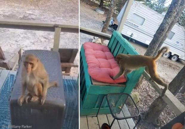 미국에서 반려동물 원숭이가 집에서 도망친 후 이웃집에 들어가려고 시도했다. [출처: 브리타니 파커]