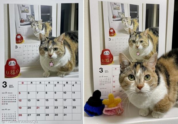 집사가 8년 전부터 무한 고양이 달력 사진을 찍어서 화제다. [출처: Twitter/ AminoCyu]