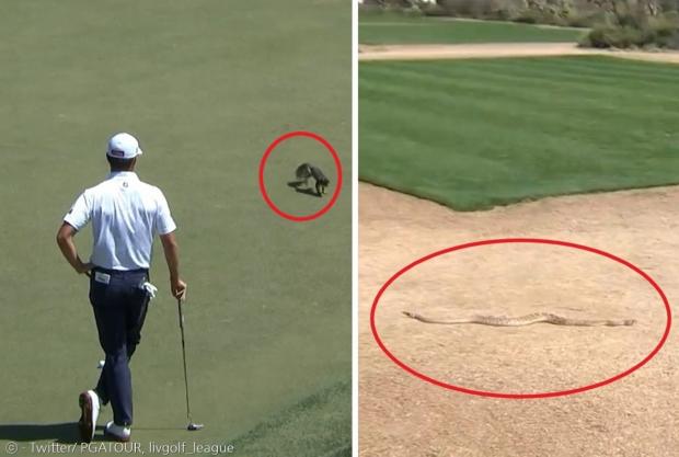 한 프로 골퍼가 PGA투어 중 난입한 다람쥐를 지켜보고 있다.(왼쪽 사진) LIV 골프 대회 중계 카메라에 독사인 방울뱀이 포착됐다. [출처: PGA투어와 LIV골프리그 트위터]
