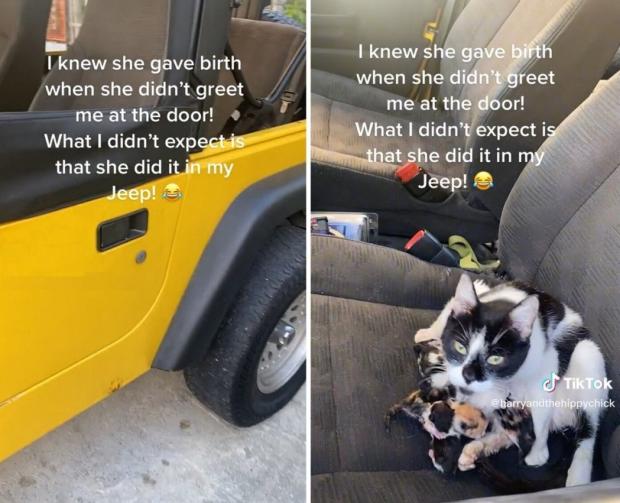 길고양이가 노란색 지프 차 운전석에서 새끼고양이 6마리를 낳았다. [출처: TikTok/ harryandthehippychick]