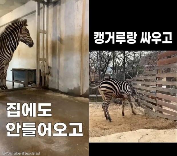 ⓒ노트펫