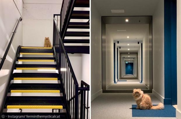 고양이 퍼민은 이 아파트 터줏대감이다. 8층 복도에서 아무 집이나 놀러 간다. [출처: 퍼민의 인스타그램]