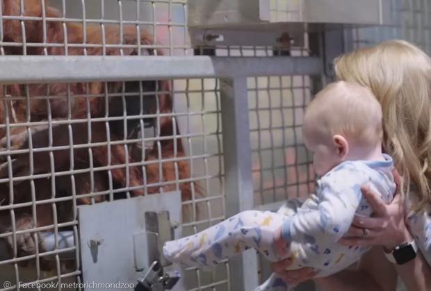 사육사 위틀리 터너가 오랑우탄 조이에게 아기 케일럽을 인사 시켰다. [출처: 메트로 리치먼드 동물원 페이스북]