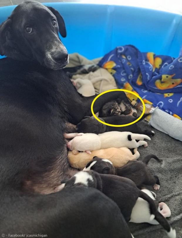 강아지 10마리를 낳은 엄마 개 킬라가 홀로 동물보호소에 들어온 새끼고양이(노란 원)를 달라고 직원에게 졸랐다. [출처: 잭슨 카운티 동물보호소 페이스북]