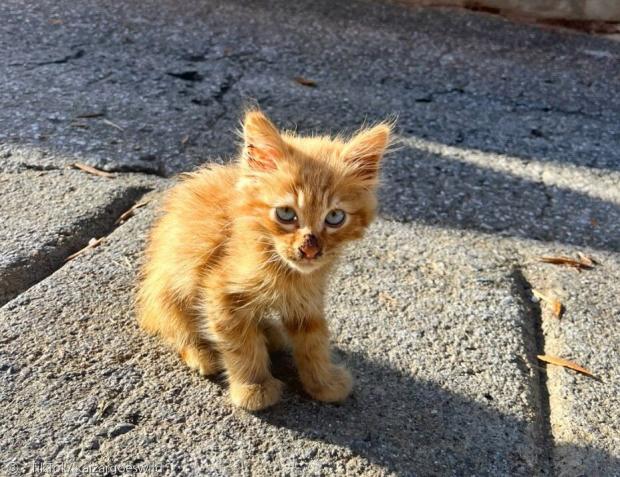 스페인 거리에서 집사를 간택한 새끼고양이 카이자.