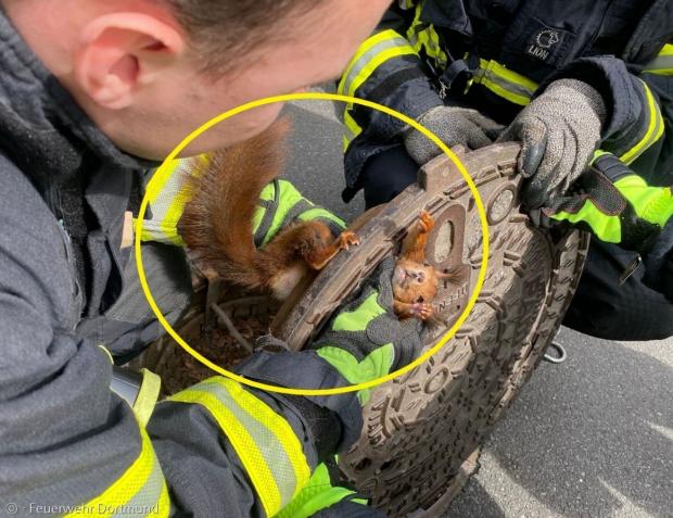 독일 도르트문트 소방서가 맨홀 뚜껑에 낀 다람쥐를 구조했다. [출처: 도르트문트 소방서]