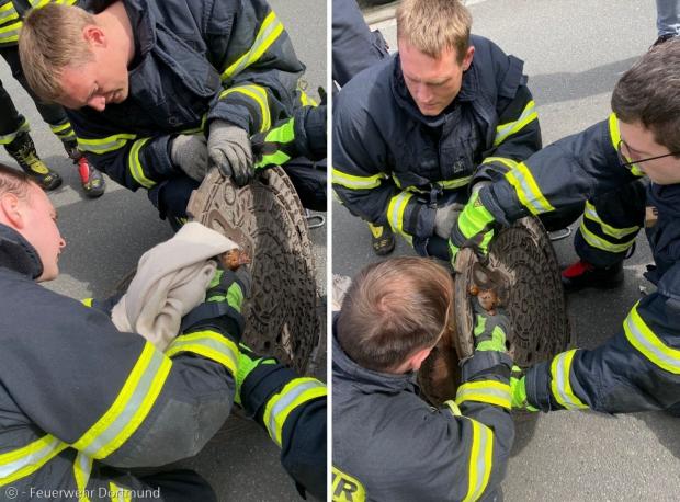 소방관들이 다람쥐를 빼내기 위해 맨홀 뚜껑 앞뒤를 살펴봤다. 다람쥐를 발견한 여성의 베이지 색 스카프 덕분에 흥분한 다람쥐를 진정시킬 수 있었다. 