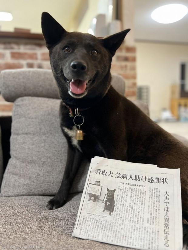 50대 남성을 살린 잡종 개 코우메가 일본 신문에 실렸다. [출처: 지바 라이딩파크 트위터] 