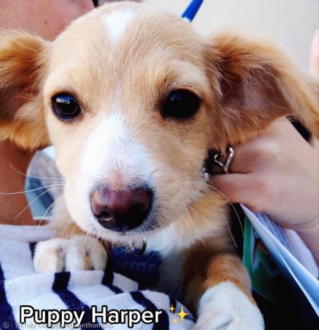 하퍼가 강아지일 때 모습. 외모가 거의 변하지 않았다.