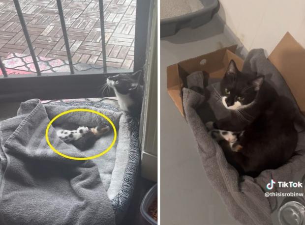 로빈 윌리엄스가 고양이 침대에 새끼고양이들을 누이고, 수건으로 감쌌다. 어미고양이 베이비캣이 그 모습을 지켜봤다. (왼쪽 사진)  윌리엄스의 집에서 지내길 거절했던 길고양이도 새끼고양이들과 함께 그녀의 집에 둥지를 틀었다. 