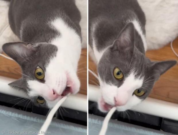 고양이 스키퍼가 집사의 관심을 끌기 위해서 가짜로 휴대폰 충전기 줄을 갉아먹는 척 연기했다. [출처: 재키의 틱톡]