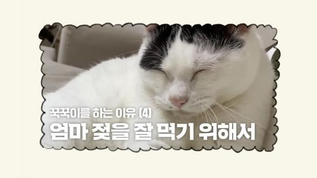 냥궁금] 살기 위해 하는 꾹꾹이?! 꾹꾹이를 왜 하는 걸까?