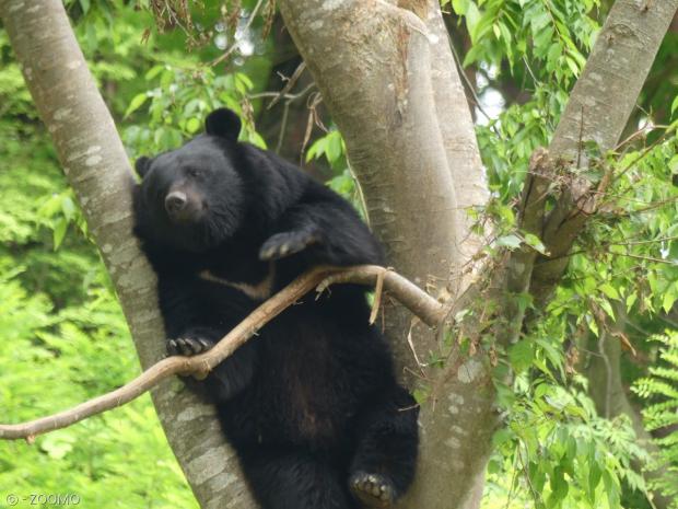 모리오카 시 동물공원의 반달가슴곰 리오.