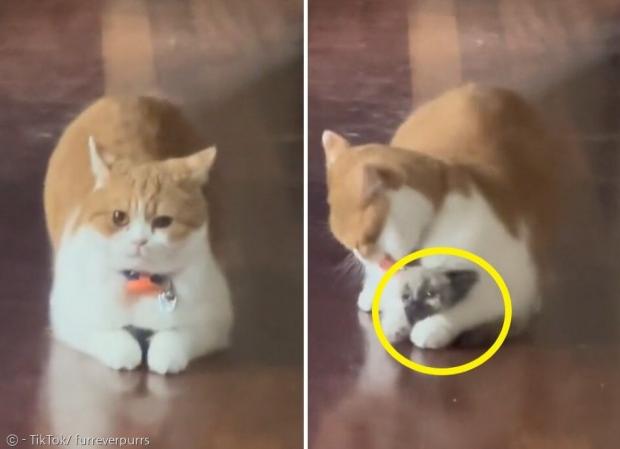 집사에게 새끼고양이 칩(노란 원)을 숨긴 고양이 핀리. [출처: 퍼에버 캣 앤드 키튼 레스큐의 틱톡]