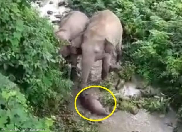 코끼리 2마리가 죽은 새끼 코끼리(노란 원)를 2킬로미터 떨어진 강물까지 데려갔다. [출처: 수산타 난다의 트위터]